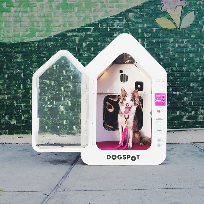 dogspot.jpg